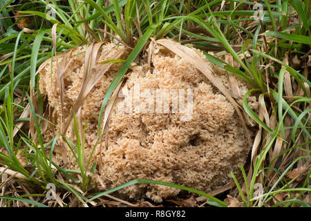 Fungo cavolfiore (Sparassis crispa) crescere sul terreno nel bosco. Tipperary, Irlanda Foto Stock