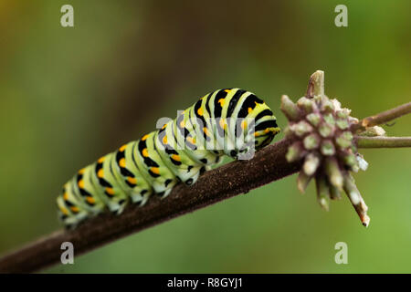 La Monarch (Danaus plexippus) farfalla caterpillar, nel quinto instar stadio di larva, seduto su un ramo. Foto Stock