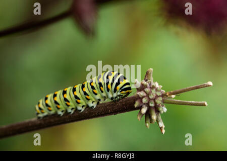 La Monarch (Danaus plexippus) farfalla caterpillar, nel quinto instar stadio di larva, seduto su un ramo. Foto Stock