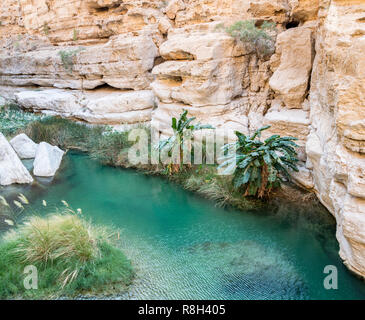 Una piscina naturale nel canyon del famoso e turistici di Wadi Fusc, Tiwi, Sultanato di Oman, Medio Oriente Foto Stock