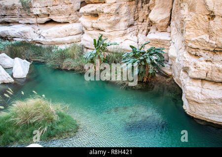 Una piscina naturale e fiume nel canyon del famoso e turistici di Wadi Fusc, Tiwi, Sultanato di Oman, Medio Oriente Foto Stock