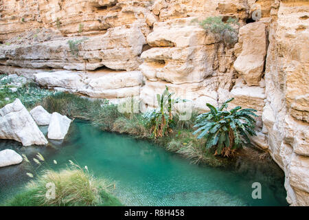 Una piscina naturale nel canyon del famoso e turistici di Wadi Fusc, Tiwi, Sultanato di Oman, Medio Oriente Foto Stock