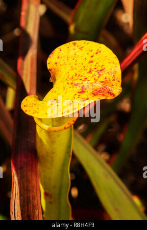 Brocca giallo bocca con opercolo di una pianta brocca -sarracenia flava-, l'opercolo è giallo con macchie rosse ,la messa a fuoco in primo piano ,lascia in Foto Stock