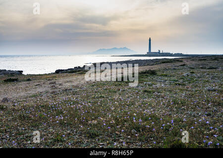 Fiori viola presso l'isola di Favignana con punta sottile il faro in background, Isole Egadi, Sicilia, Italia Foto Stock