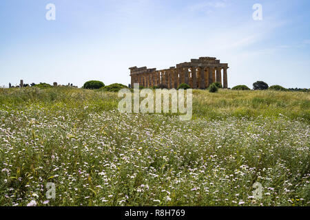 Fiori di Primavera davanti alle rovine del tempio di Hera Tempio (E) a Selinunte il parco archeologico di Castelvetrano, provincia di Trapani, Sicilia, Italia Foto Stock