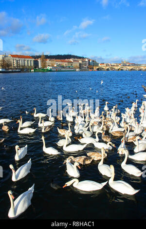 Cigni (Cygnus olor) e altri uccelli nel fiume Moldava. Praga. Repubblica ceca Foto Stock