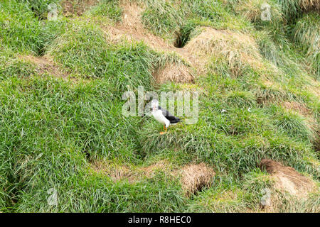 Atlantic puffin dal fiordo Borgarfjordur, est dell'Islanda. In Islanda la fauna selvatica. Puffin comune. Fratercula arctica Foto Stock