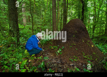 Escursionista esaminando enorme nido del western ricoprendo di paglia ant (Formica obscuripes) nella fame Creek State Park in Columbia River Gorge, Oregon Foto Stock