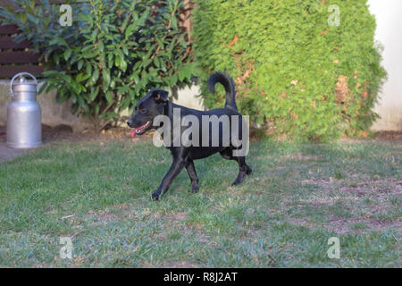 Il nero di razza cane Foto Stock