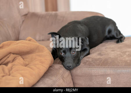 Il nero di razza cane Foto Stock
