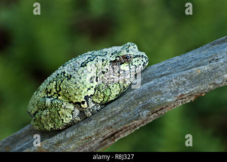 Grigio raganella (Hyla versicolor) in appoggio sul ramo in Georgian Bay regione dell'Ontario, Canada. Il frog pelle imita il colore e la consistenza di lichen, Foto Stock