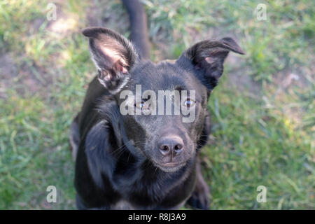 Felice cane nero con un sorriso Foto Stock