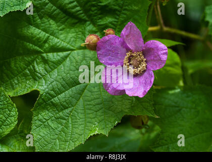 Viola-fioritura di lampone (Rubus odoratus) nella parte sud-ovest della Virginia ai primi di giugno Foto Stock