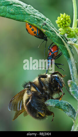 Florida predatori di stink bugs (Euthyrhynchus floridanus) alimentazione su bumblebee (Bombus sp.) hanno catturato mentre era nectaring sui fiori di Foto Stock