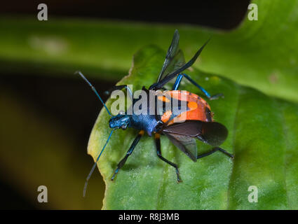 Florida predatori di stink bug (Euthyrhynchus floridanus) con ali sollevato in preparazione per il volo, esponendo la sua arancio luminoso dell'addome. Chiamato anche th Foto Stock