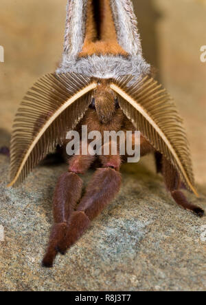 Maschio di Polifemo falena (Antheraea polyphemus) nella posizione di riposo. Grandi antenne del maschio di prelevare i feromoni emessi dalle femmine. Foto Stock