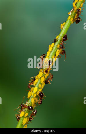 Tiny (<1mm) formiche (specie indeterminato) imbrancandosi oleandro afidi (Aphis nerii) sullo stelo del fiore coreposis. Afidi succhiano linfa dalla pianta e espellano Foto Stock