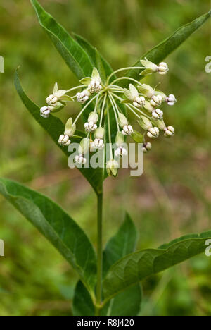 Tall milkweed; poke milkweed (Asclepias exaltata) in Virginia centrale a metà luglio Foto Stock