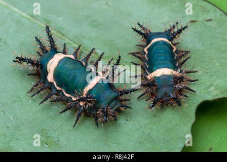 A doppio spiovente bruchi (Famiglia Limacodidae) sul lato inferiore della foglia nella foresta pluviale di Panama. Il brown spine sono velenose e causare bruciore sting siamo Foto Stock