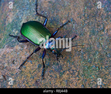 "Cacciatore di Caterpillar' scarabeo di massa (Calosoma scrutator). Questo grande e in rapido movimento Predator caccia i bruchi e anche gli alberi di salite nel perseguimento della preda. Foto Stock