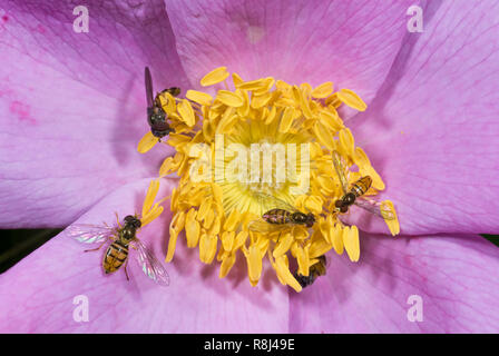 Syrphid flies (e una piccola ape, quasi nascosta nella parte inferiore) di alimentazione sul polline di una rosa. Syrphid flies appartengono alla famiglia Syrphidae e numero 200 GE Foto Stock