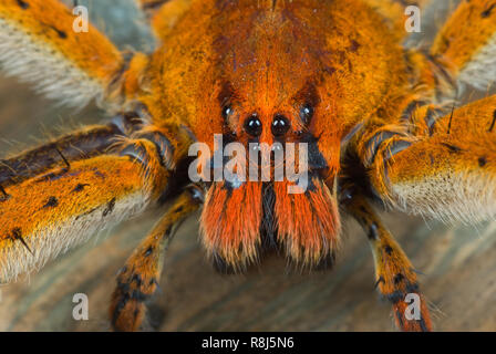 Close-up di vagabondaggio spider (Cupiennius getazi); trovato nascosto sulla parte inferiore dei morti piante di banana leaf. Capelli-organi coperto direttamente sotto gli occhi sono Foto Stock