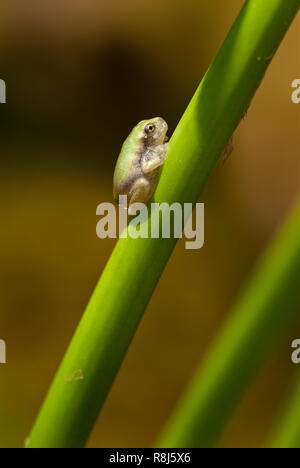 Appena metamorfosati grigio raganella (Hyla versicolor) poggiante su pickerel impianto di erbaccia gambo dopo che emergono dalle acque di un laghetto, dove i suoi genitori h Foto Stock