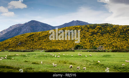 Cytisus scoparius, la scopa comune o Scotch ginestra, syn. Sarothamnus scoparius--un perenne arbusto leguminose nativa per l'Europa occidentale e centrale--gr Foto Stock