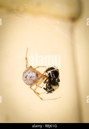Casa comune spider (Achaearanea tepidariorum) alimentazione su Bumble Bee (Bombus sp.) che ha acquisito nel suo web e avvolto in seta. Foto Stock