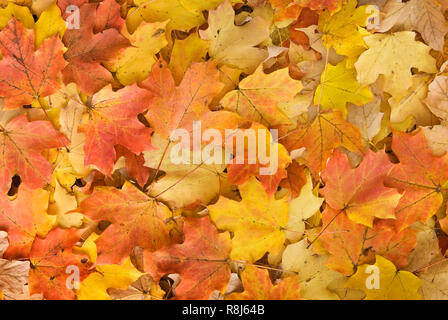 Foglie di acero rosso (Acer rubrum) sul suolo della foresta in autunno. Foto Stock