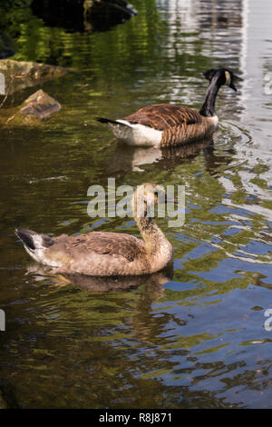 Close-up di un giovane floating Canada goose (Branta canadensis) pulcino. Foto Stock