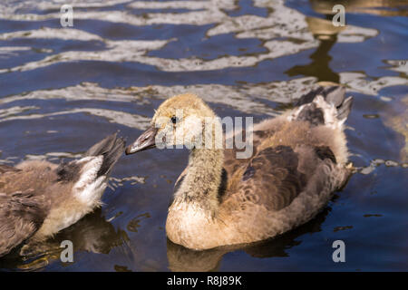 Close-up di un giovane floating Canada goose (Branta canadensis) pulcino. Foto Stock