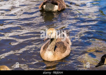 Close-up di un giovane floating Canada goose (Branta canadensis) pulcino. Foto Stock