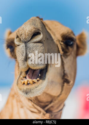 Un cammello sorrisi Foto Stock