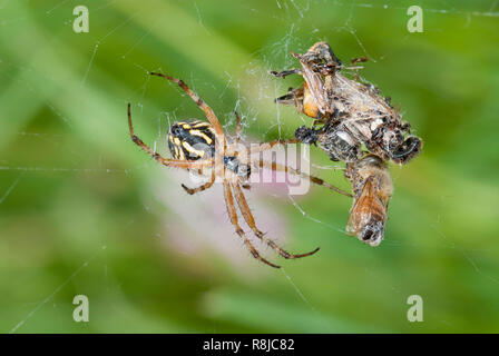 Spider caccia sul web Foto Stock