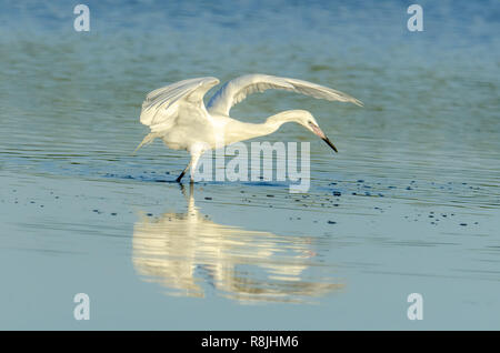 Vicino a minacciato garzetta rossastra white morph (Egretta rufescens) visualizza la tettoia caccia e muovi il puntatore del mouse su di un comportamento alimentare Foto Stock