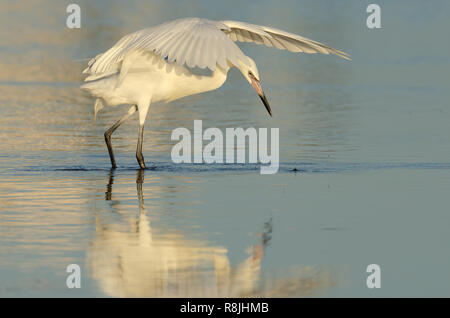 Vicino a minacciato garzetta rossastra white morph (Egretta rufescens) visualizza la tettoia caccia e muovi il puntatore del mouse su di un comportamento alimentare Foto Stock