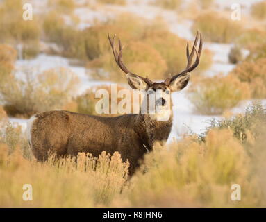 Un toro Mule Deer con un punto di 5 rack di corna di cervo a Seedskadee National Wildlife Refuge Dicembre 8, 2018 in Sweetwater County, Wyoming. Foto Stock