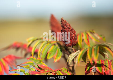 Sommacco maggiore (Rhus typhina) in autunno, crescente lungo una insenatura costiera in Scarborough, Maine. Foto Stock