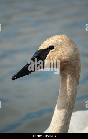 Ritratto della testa e del collo di un trumpeter swan Foto Stock