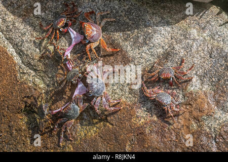 Sally Lightfoot crab - Grapsus Grapsus granchi strappo / mangiare pesce rimane - red rock granchi su sfondo colorato - granchi rosso con accettori di artigli
