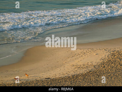 Vista aerea di due cani giocando sulla spiaggia di Copacabana in sole mattutino, Rio de Janeiro, Brasile Foto Stock