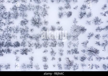 Vista aerea della coperta di neve meli in frutteto in inverno Foto Stock