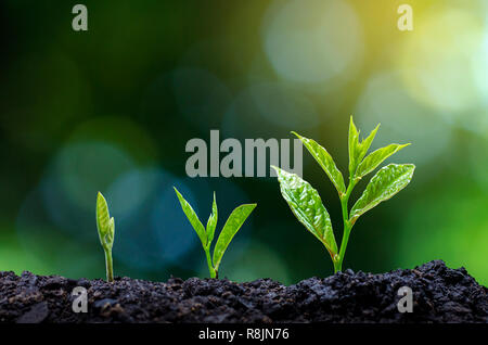 Sviluppo della crescita delle plantule di piantare le piantine giovani pianta nella luce del mattino su sfondo natura Foto Stock