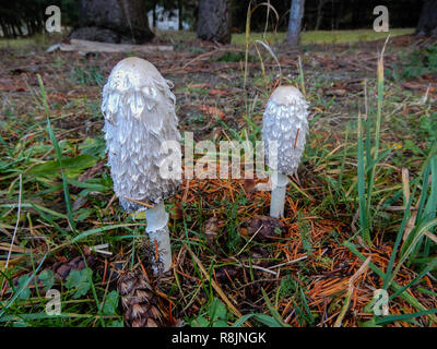 Coprinus comatus fungo close-up in una foresta di abeti, Italia. Foto Stock