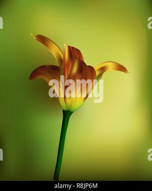 Golden Tulip al tramonto. regalo per feste e celebrazioni. Close up. Illustrazione Vettoriale