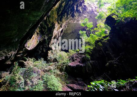 La Malesia, Borneo Sarawak, Parco Nazionale di Gunung Mulu elencati come patrimonio mondiale dall'UNESCO, l'ingresso alla grotta di cervi, una delle più grandi grotte nel mondo Foto Stock