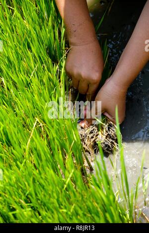 Thailandia, riso tailandese, trapiantare il lavoro nelle risaie Foto Stock