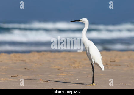 Poco bianco heron bird sorge sulla sabbia della spiaggia. Israele Foto Stock