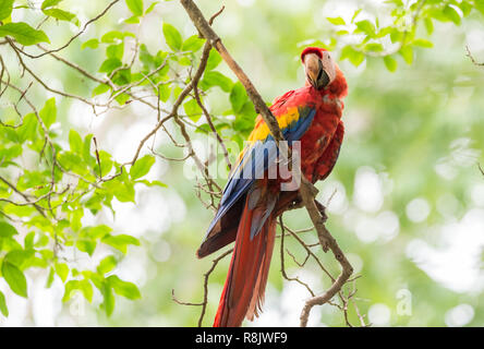 Scarlet Macaw (Ara Macao), grande rosso, giallo e blu e Centrale Sud Americana parrot. Membro del gruppo grande di Neotropical chiamato pappagalli pappagalli. Foto Stock